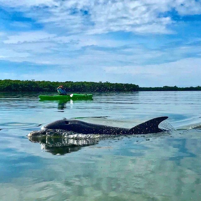 Tierra Verde FL: Coastal Kayaking Tour in Shell Key - Fitness, clothing, and who should book