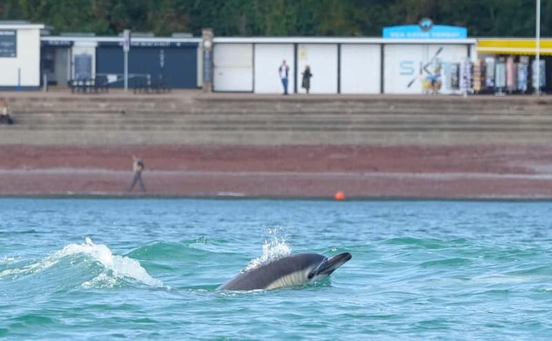 Torquay: Guided Wildlife, Bushcraft, Sea Cave Kayak Safari - What to wear and carry