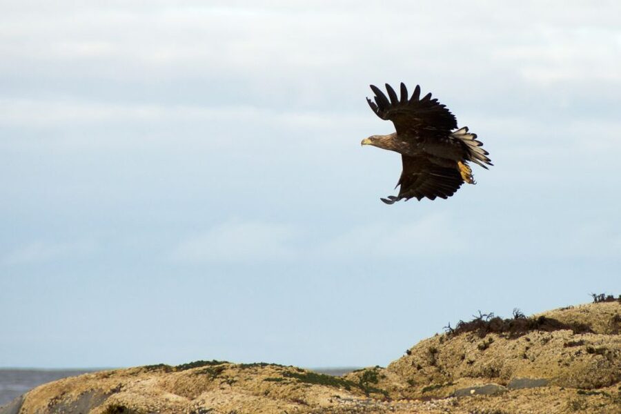 Tromsø: Winter Sea Kayaking Tour with Wildlife Sightings - Reaching basecamp from Tromsø