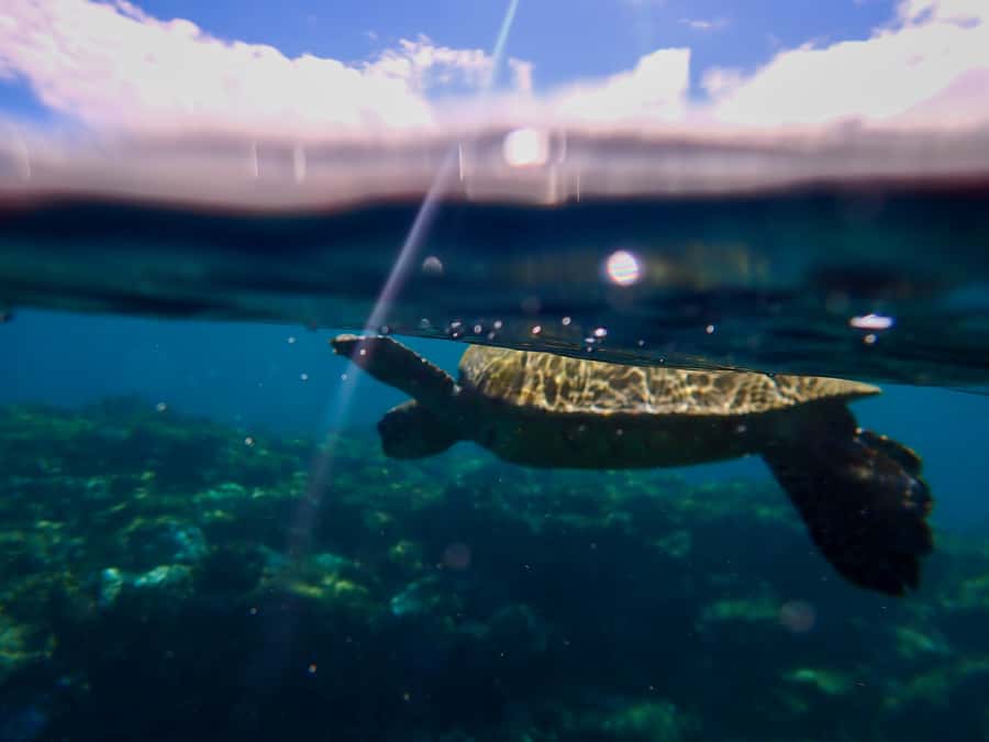 Turtle Town Clear Kayak & Snorkel Tour (8am-11am) - What the three-hour Turtle Town outing is really like