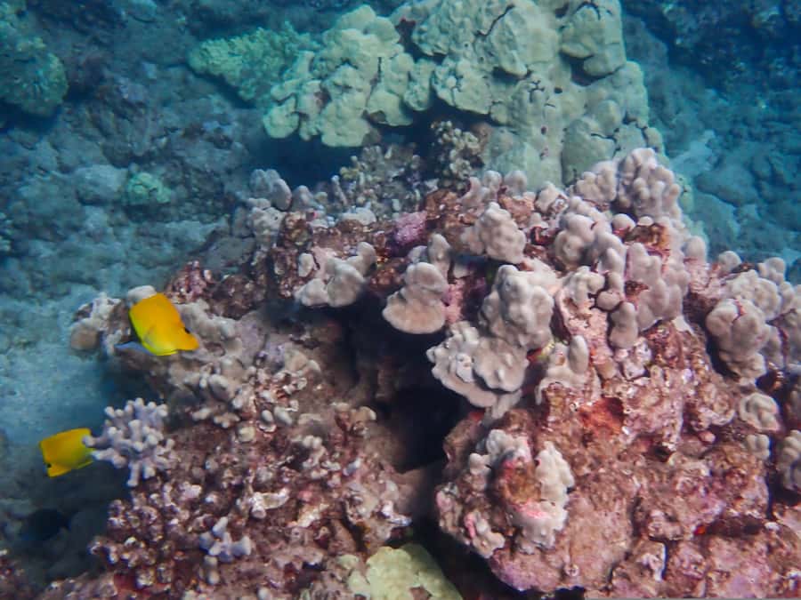 Turtle Town Clear Kayak & Snorkel Tour (8am-11am) - Paddling the clear kayaks from Makena Landing