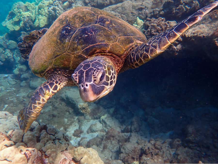 Turtle Town Clear Kayak & Snorkel Tour (8am-11am) - Why the guides matter for beginners