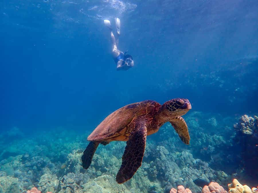 Turtle Town Clear Kayak & Snorkel Tour (8am-11am) - Timing, weather, and the limits of the route