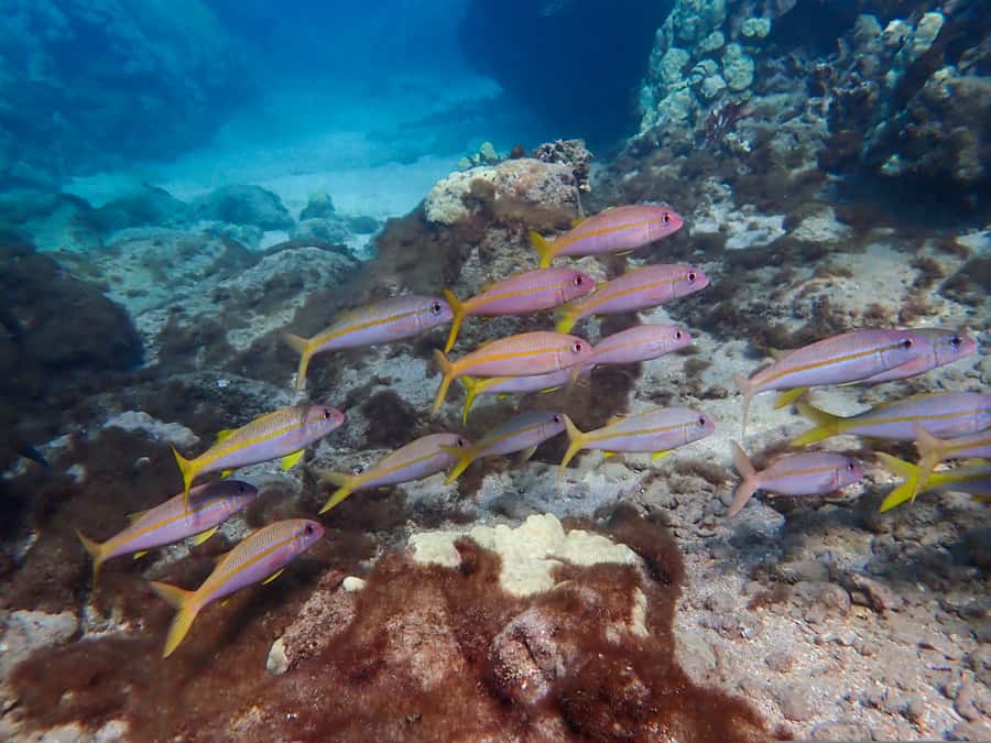 Turtle Town Clear Kayak & Snorkel Tour (8am-11am) - Who should book this Maui snorkel tour