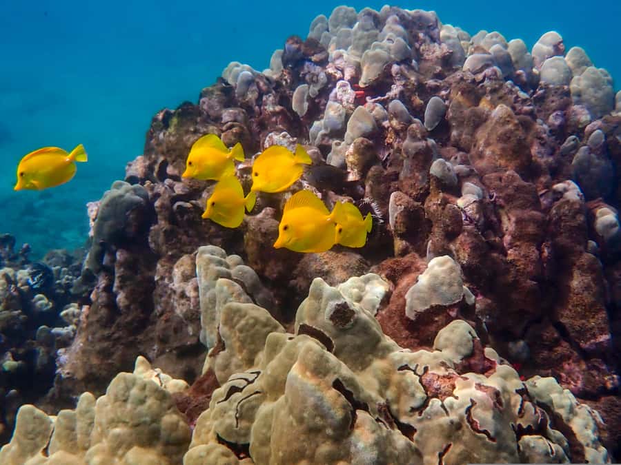 Turtle Town Clear Kayak & Snorkel Tour (8am-11am) - Booking details and weight rules to know