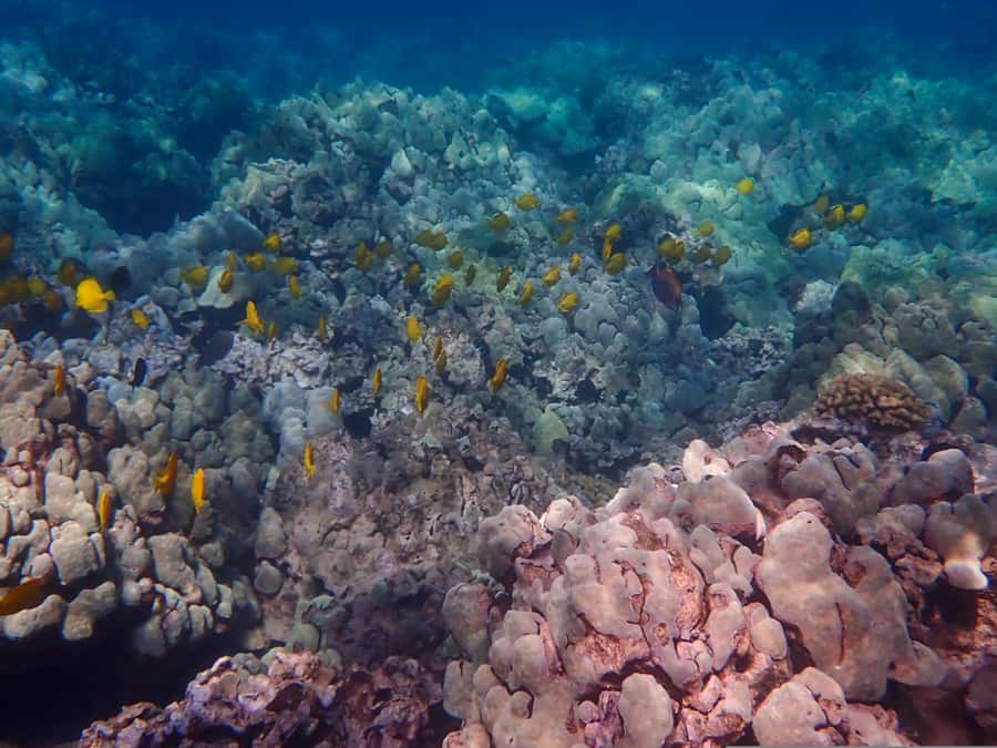 Turtle Town Clear Kayak & Snorkel Tour (8am-11am) - Should you book Turtle Town Clear Kayak and Snorkel?