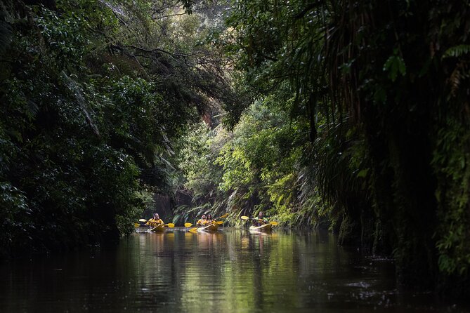 Twilight Glowworm Kayak Tour – Lake Karapiro - Should you book the Twilight Glowworm Kayak Tour?