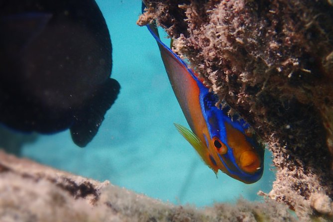 Under the Sea snorkeling(Stingray/Kayak/ Power Snorkel available) - Cades Bay Reef for the fullest snorkeling package
