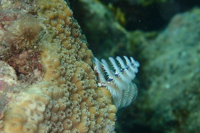 Under the Sea snorkeling(Stingray/Kayak/ Power Snorkel available) - English Harbour, Great Bird Island, and Green Island options