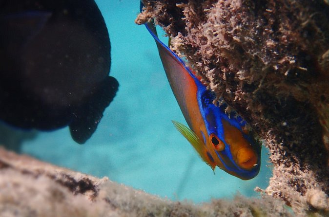 Under the Sea snorkeling(Stingray/Kayak/ Power Snorkel available) - Private transport is helpful, but ask for firm details