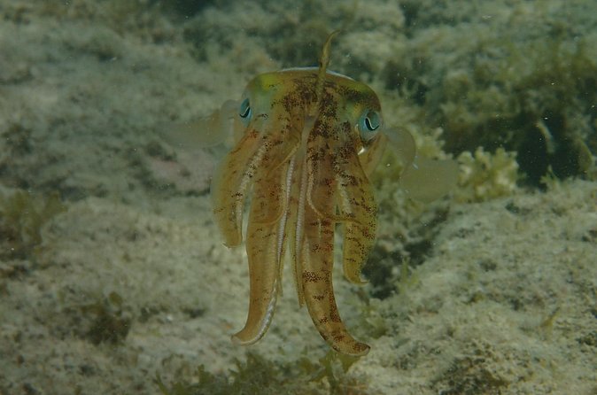 Under the Sea snorkeling(Stingray/Kayak/ Power Snorkel available) - Drinks and what is included in the $150 price