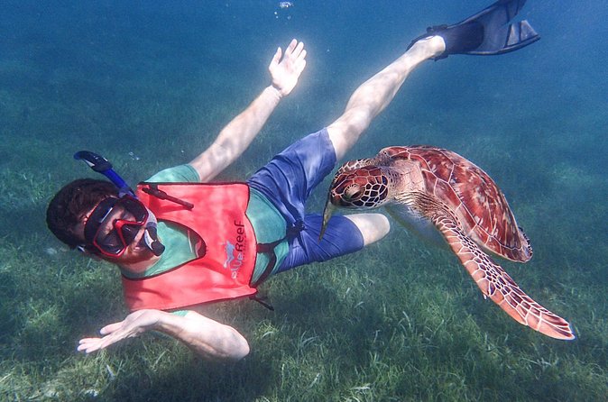 Under the Sea snorkeling(Stingray/Kayak/ Power Snorkel available) - Marine life to watch for at the reef