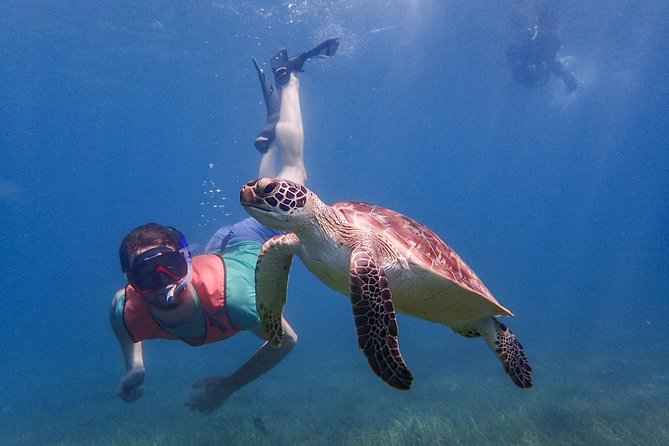 Under the Sea snorkeling(Stingray/Kayak/ Power Snorkel available) - Long Bay and the extra $20 equipment cost