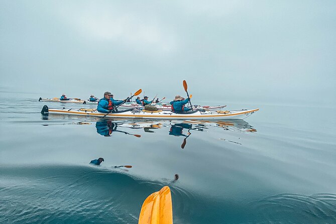 Vancouver Island: Half-Day Kayak Tour from Telegraph Cove - Why this Telegraph Cove paddle is worth your time
