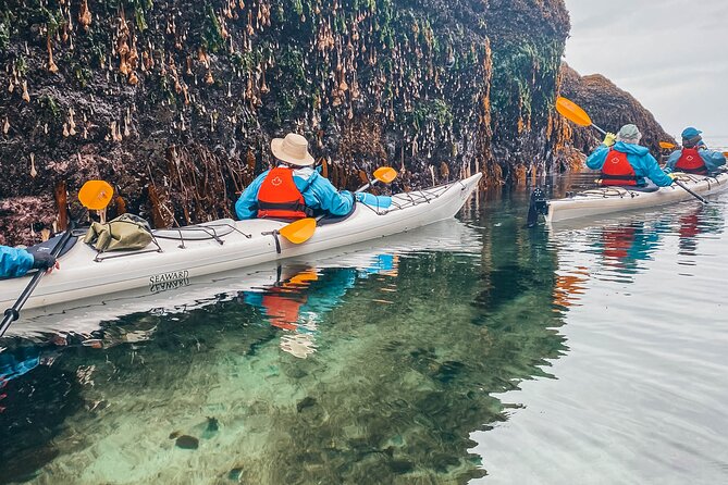 Vancouver Island: Half-Day Kayak Tour from Telegraph Cove - Morning or afternoon: which departure works best?