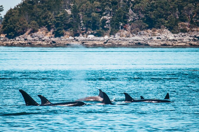 Vancouver Island: Half-Day Kayak Tour from Telegraph Cove - Who will enjoy this half-day kayak tour?