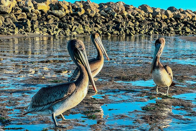 Wildlife Kayak Tour in Santa Barbara Harbor (2 Hours) - Key points to know before you book