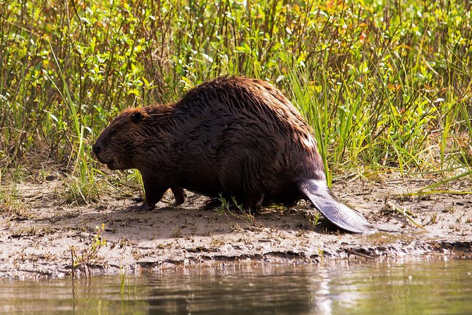 Wildlife on the Bow | Big Canoe Tour - Wildlife: enjoy the possibility, not the promise