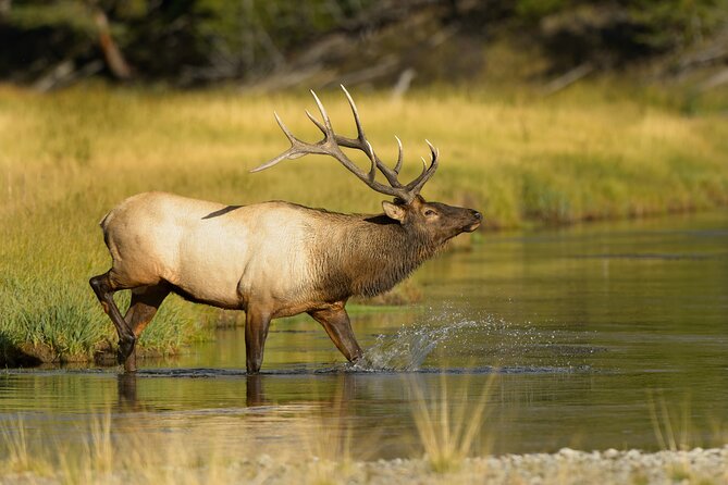 Wildlife on the Bow | Big Canoe Tour in Banff National Park - The upriver portion and the guide’s commentary