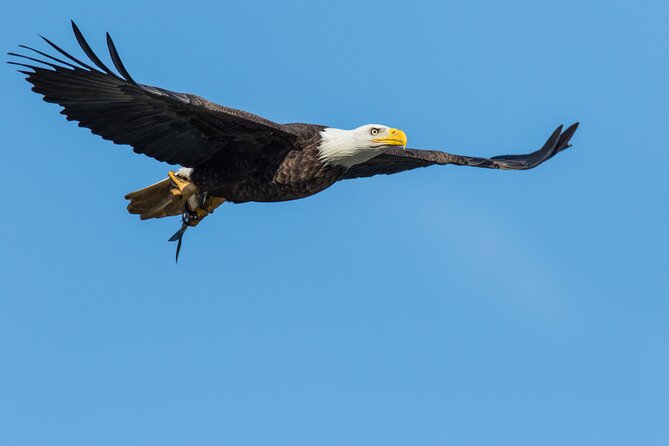 Wildlife on the Bow | Big Canoe Tour in Banff National Park - What you might see along the shoreline