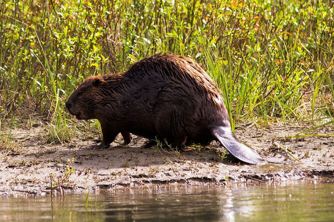 Wildlife on the Bow | Big Canoe Tour in Banff National Park - The float back and the value of a slower pace