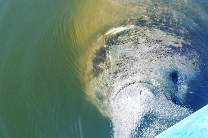 Wildlife Refuge Manatee, Dolphin & Mangrove Kayak or Paddleboarding Tour! - Your guide shapes the 90-minute experience