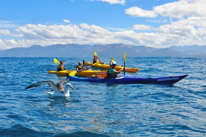 Wildlife Sea Kayaking Tour - Kaikoura - Why Kayaking Changes the Kaikoura Wildlife Experience