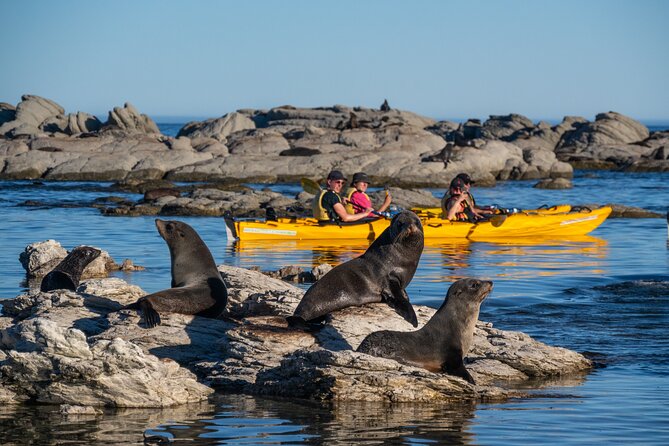 Wildlife Sea Kayaking Tour - Kaikoura - Meeting at 17 Killarney Street and Getting on the Water