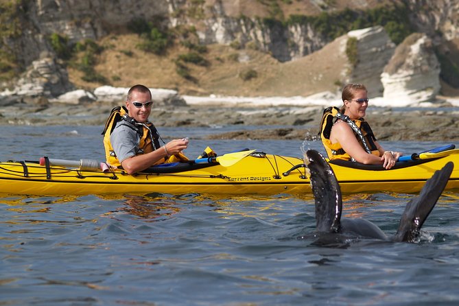 Wildlife Sea Kayaking Tour - Kaikoura - Dolphins and Penguins: Wonderful Extras, Not Promises