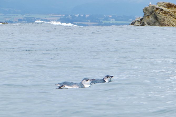 Wildlife Sea Kayaking Tour - Kaikoura - Guides Who Make the Paddle Easier