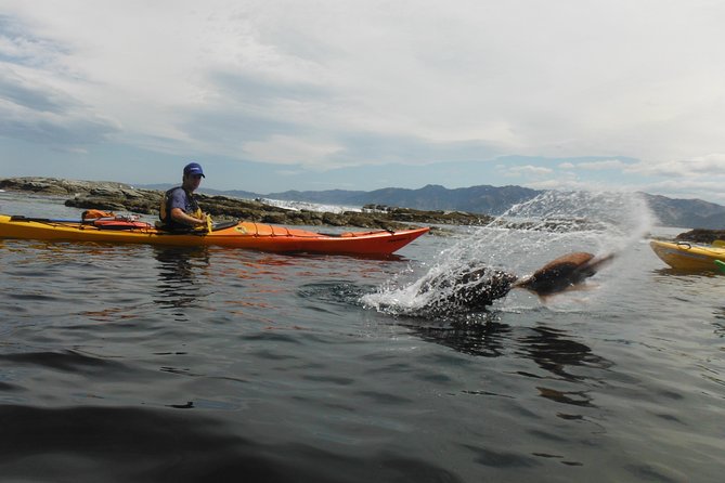 Wildlife Sea Kayaking Tour - Kaikoura - How Hard Is the Paddling?