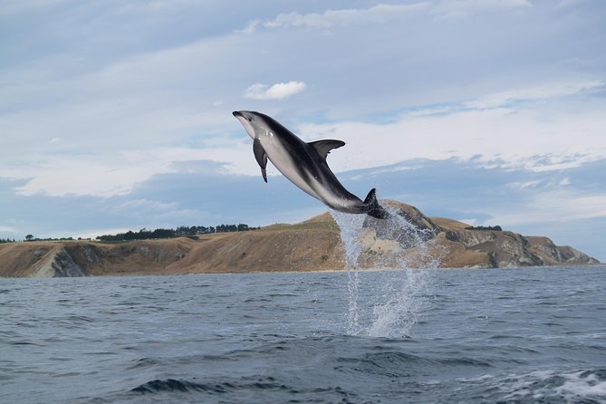 Wildlife Sea Kayaking Tour - Kaikoura - Practical Tips for a Better Morning or Afternoon